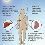 Synthesis_of_Vitamin_D