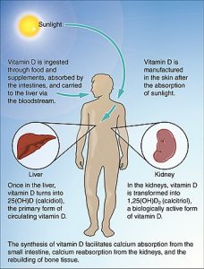 Synthesis_of_Vitamin_D